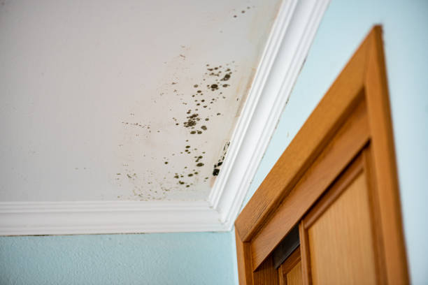 Best Residential Mold Removal  in Brecksville, OH