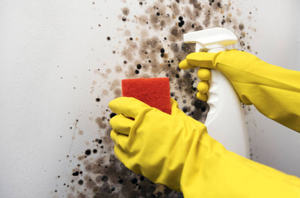 Best Mold Inspection  in Brecksville, OH