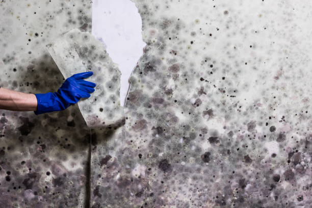 Best Mold Remediation  in Brecksville, OH